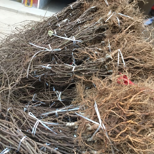 翠香猕猴桃苗  品种质量保证