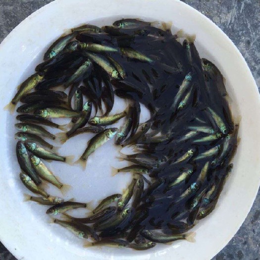 广州丁桂鱼苗