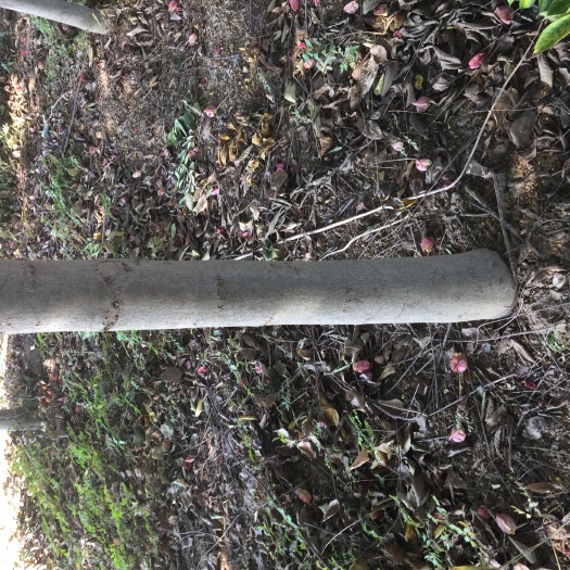 灵璧县黄山栾树