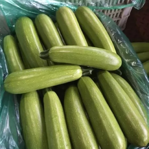 兰陵县绿皮西葫芦