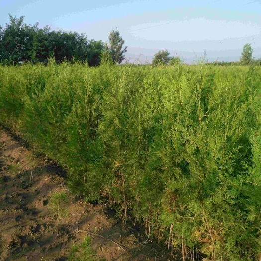 周至县大田侧柏  杯装侧柏1米~5米