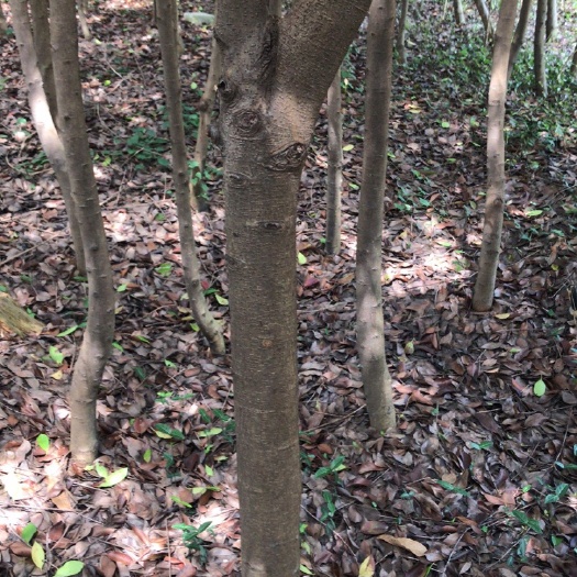 武汉高杆红叶石楠 