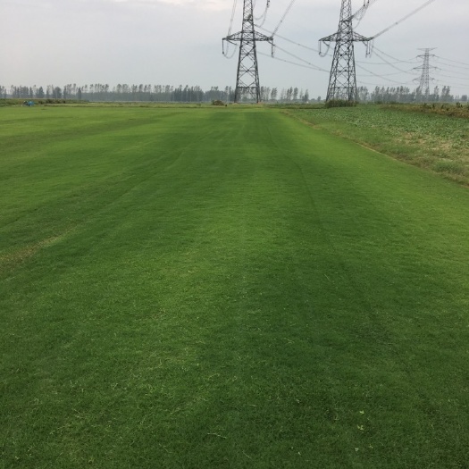 凤台县果岭草
