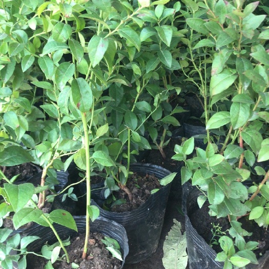 沭阳县兔眼蓝莓苗