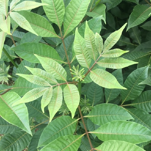 重庆市吴茱萸