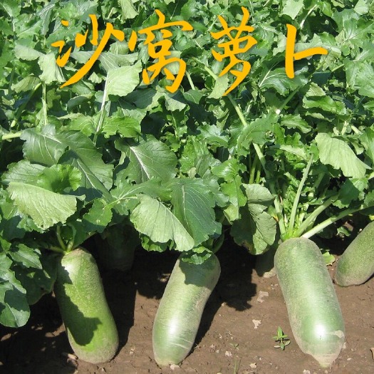 天津沙窝萝卜 2~2.5斤