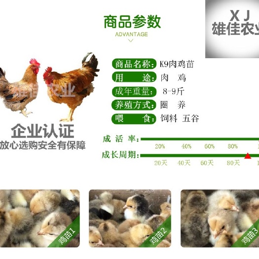 南宁 快大K9肉鸡苗882公苗新广麻黄901 购买正品认准雄佳公司