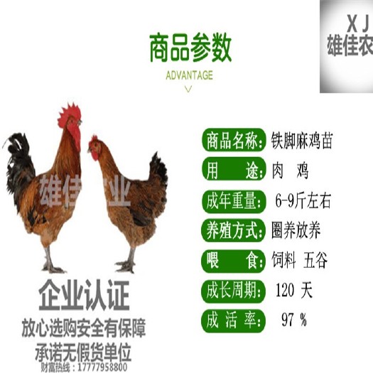 南宁 购买正品大种铁脚麻鸡苗请认准广西雄佳公司，公司苗安全有保障