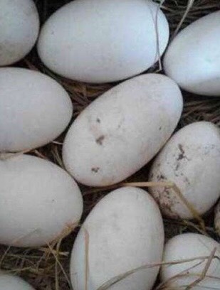 沭阳县鲜鹅蛋 孵化 箱装