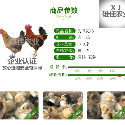 南宁 购买正品大种良凤花鸡苗请认准广西雄佳公司，公司苗安全有保障