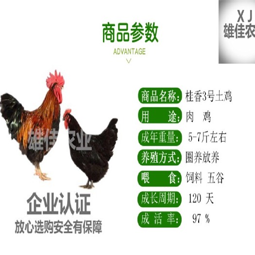 南宁 购买正品土鸡苗请认准广西雄佳公司，公司苗安全有保障厂家直销