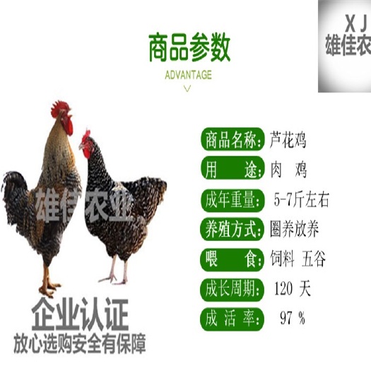 南宁 购买正品芦花鸡苗请认准广西雄佳公司，公司苗安全有保障厂家直销