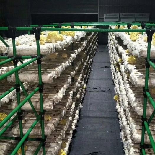 梨树县钢管大棚