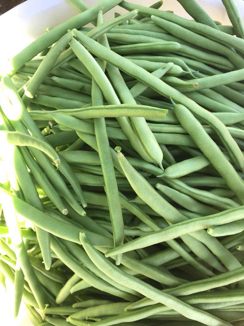 白花四季豆  新鲜发绿，无斑点，量大，精品，中货，统货，差货需要的可来电