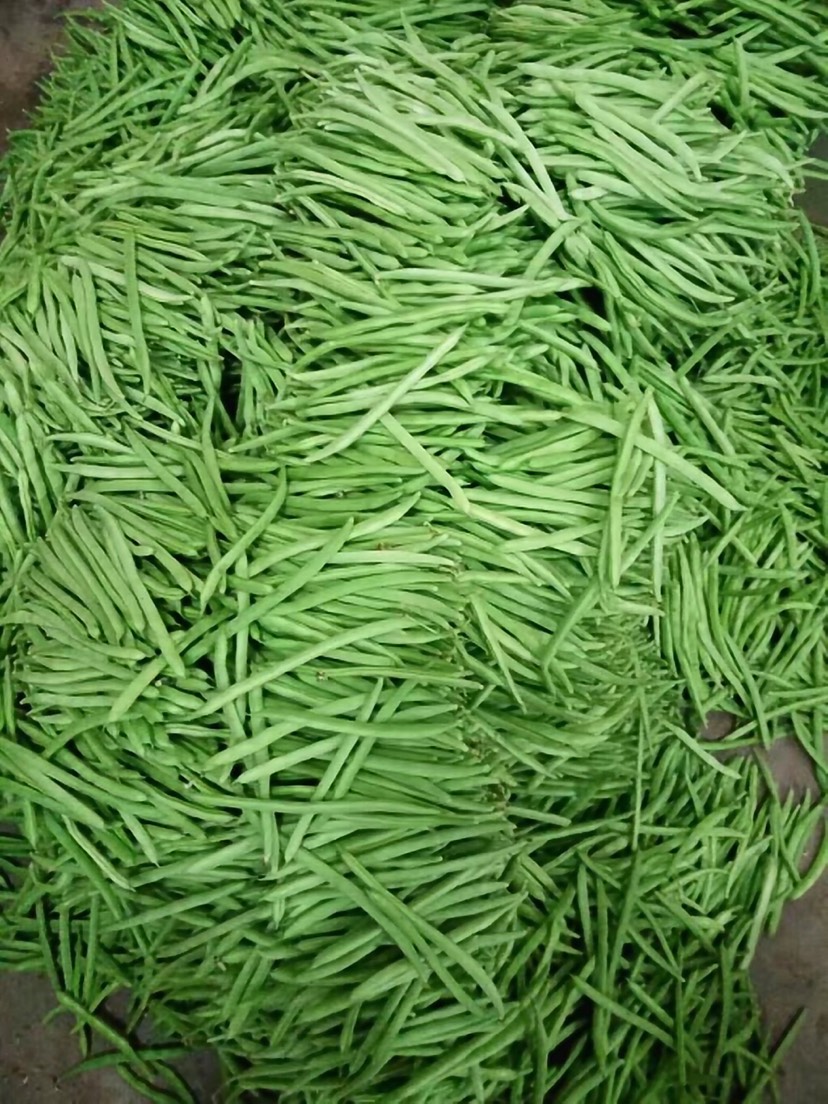 白花四季豆  新鲜发绿，无斑点，量大，精品，中货，统货，差货需要的可来电