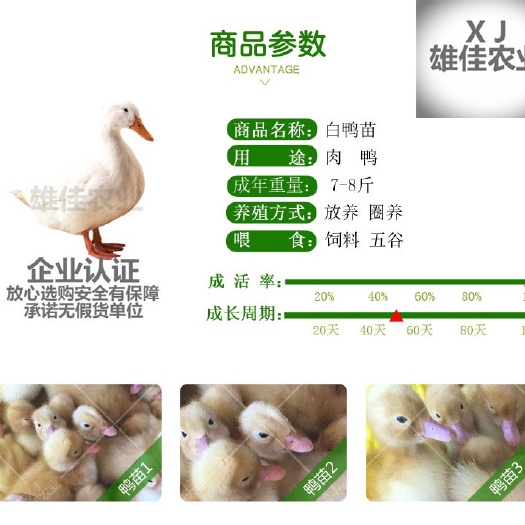 南宁 购买正品桂柳樱桃谷白鸭苗请认准广西雄佳公司，公司苗安全有保障