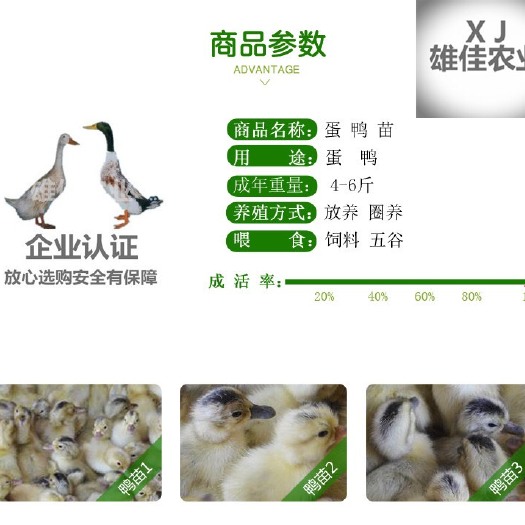 南宁 购买正品高产蛋鸭苗请认准广西雄佳公司，公司苗安全有保障