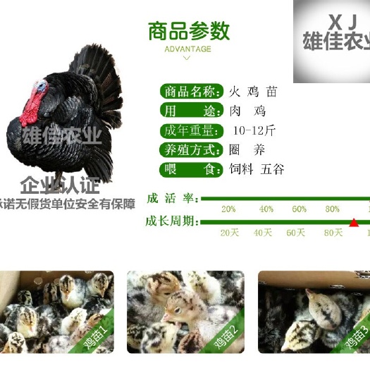 南宁 购买正品贝蒂纳火鸡苗请认准广西雄佳公司，公司苗安全有保障