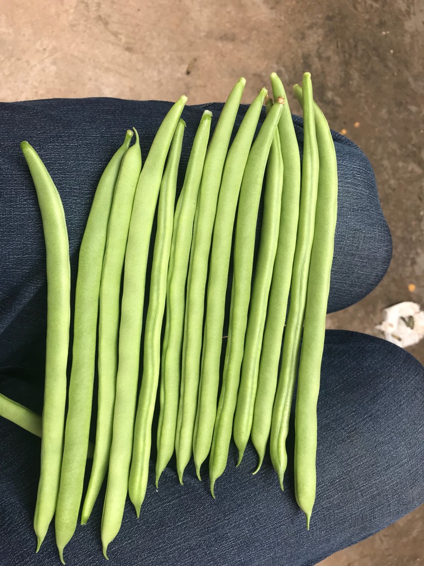白花四季豆  新鲜发绿，无斑点，量大，精品，中货，统货，差货需要的可来电