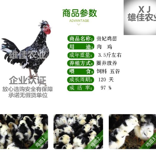 南宁 购买正品贵妃鸡苗请认准广西雄佳公司，公司苗安全有保障厂家直销