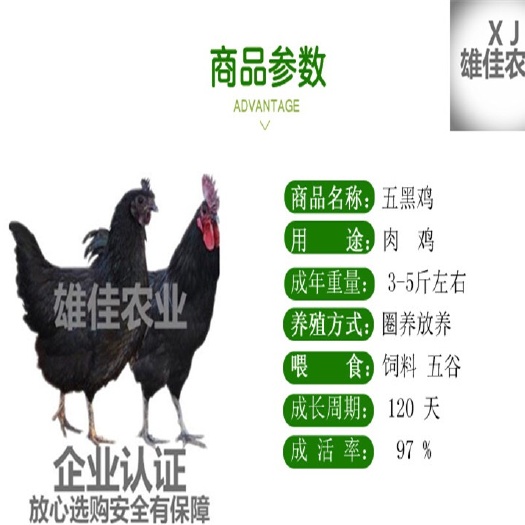 南宁 购买正品五黑绿壳蛋鸡苗请认准广西雄佳公司，公司苗安全有保障
