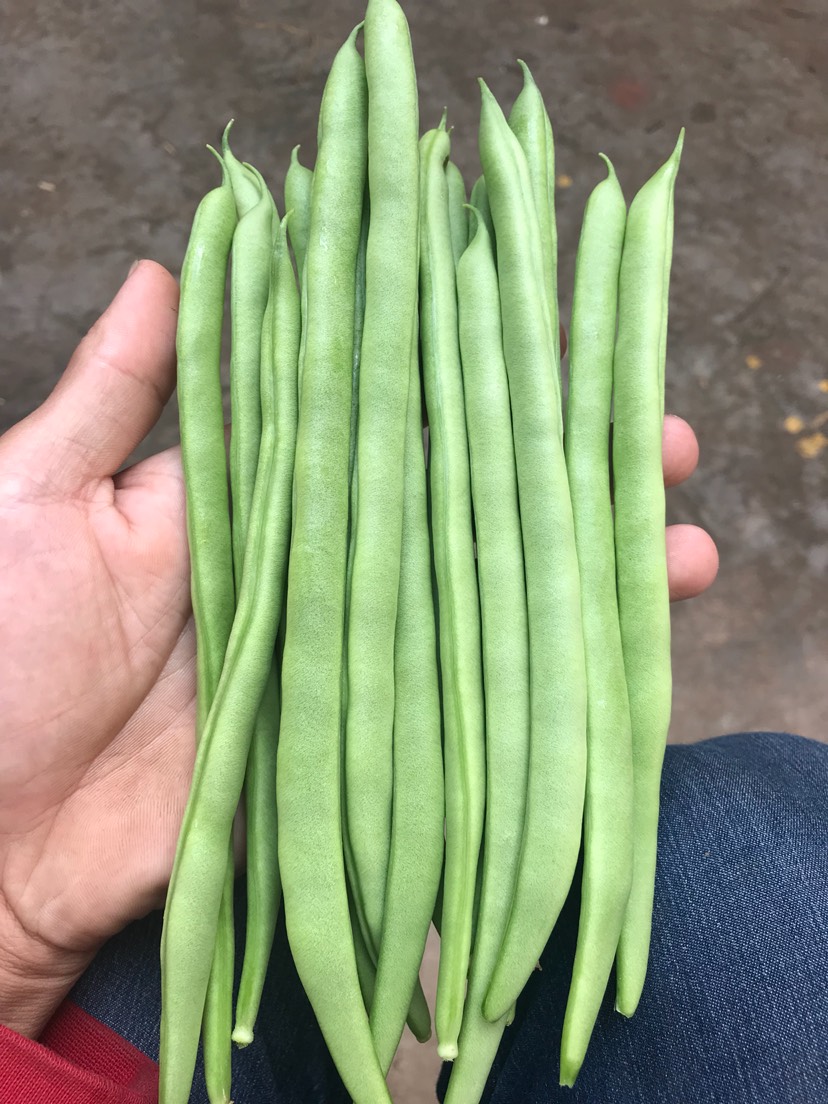 白花四季豆  新鲜发绿，无斑点，量大，精品，中货，统货，差货需要的可来电