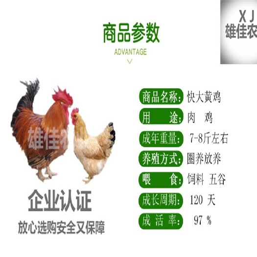 南宁 购买正品快大黄鸡苗请认准广西雄佳公司，公司苗安全有保障
