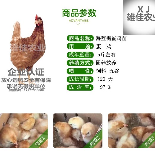 南宁 购买正品高产海兰褐鸡苗请认准广西雄佳公司，公司苗安全有保障