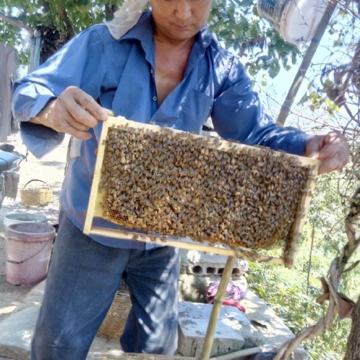 随州土蜂蜜 塑料瓶装 98% 1年