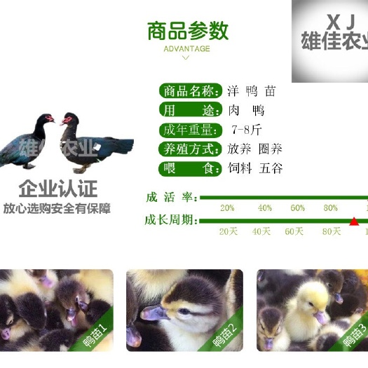 南宁番鸭苗 购买正品黑请认准广西雄佳公司，公司苗安全有保障厂家直销