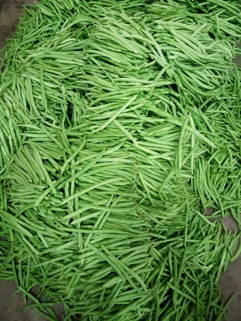 白花四季豆  新鲜发绿，无斑点，量大，精品，中货，统货，差货需要的可来电