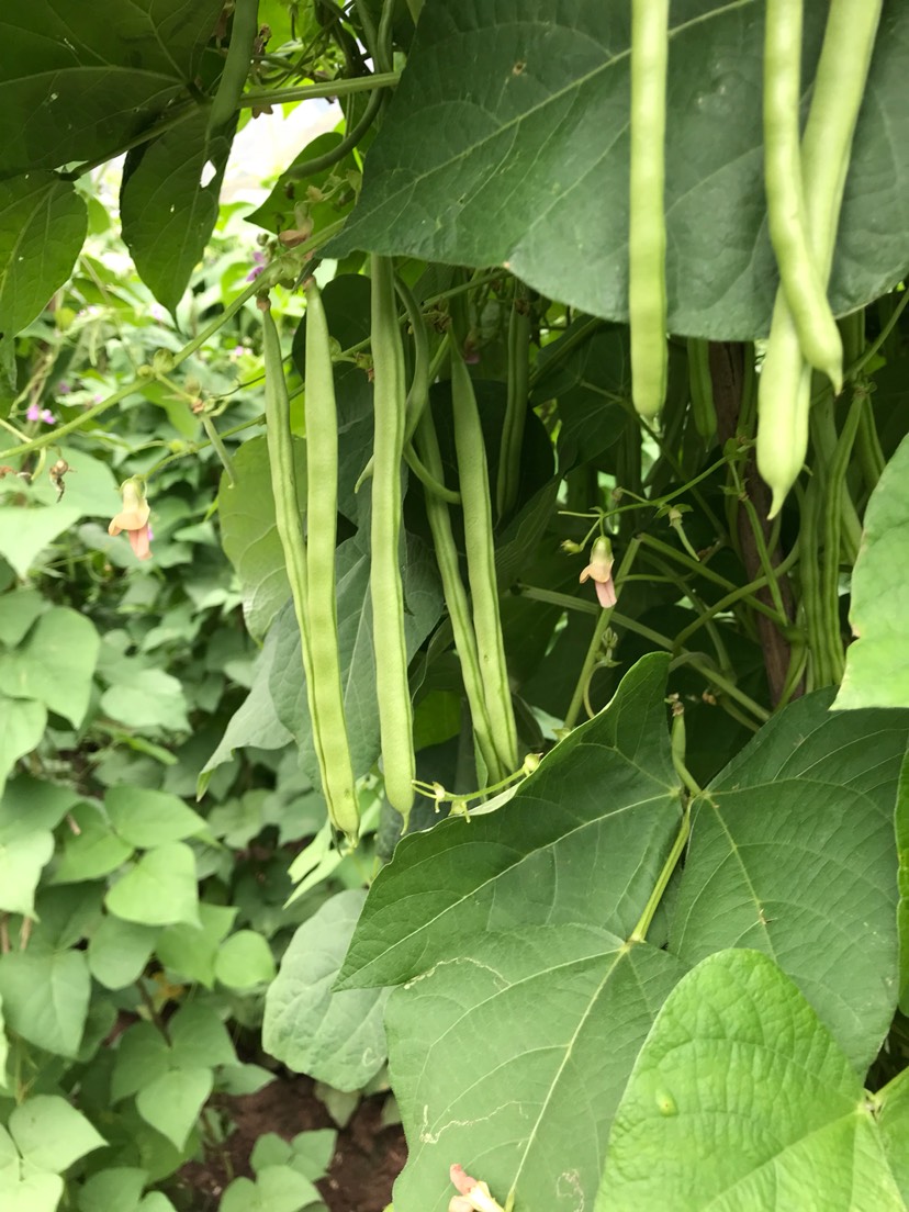 白花四季豆  新鲜发绿，无斑点，量大，精品，中货，统货，差货需要的可来电