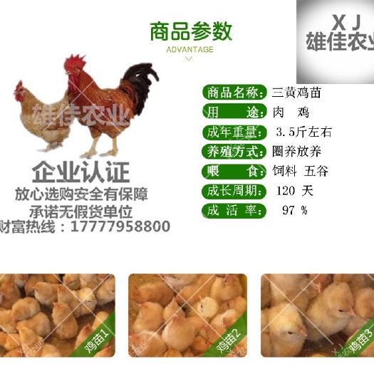 南宁 购买正品三黄鸡苗请认准广西雄佳公司，公司苗安全有保障厂家直销