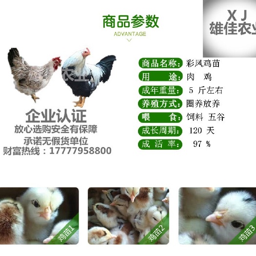 南宁 购买正品彩凤鸡苗稻花鸡苗请认准广西雄佳公司，公司苗安全有保障