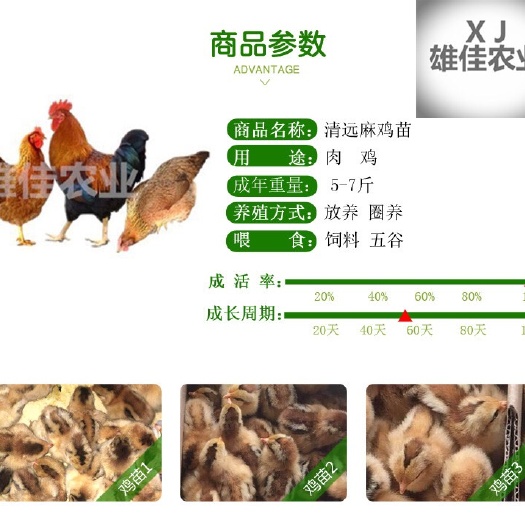 南宁 购买正品清远麻鸡苗请认准广西雄佳公司，公司苗安全有保障