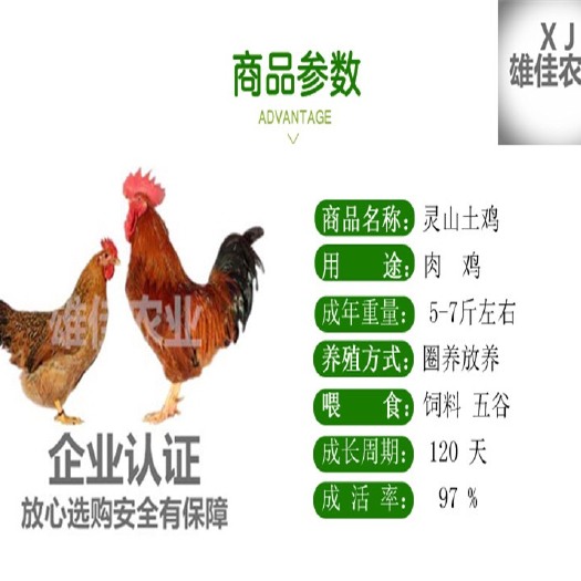 南宁 购买正品灵山麻鸡苗请认准广西雄佳公司，公司苗安全有保障