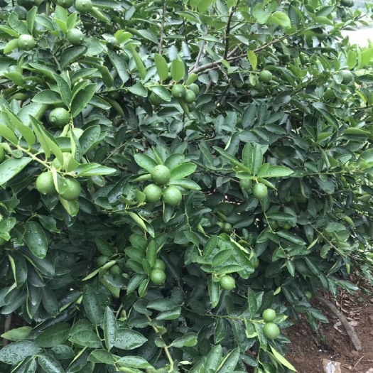 饶平县青柠檬 1.6 - 2两 