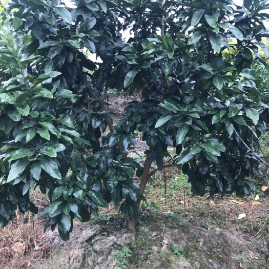 台州红心柚大树，土球大成活率高 结果率强