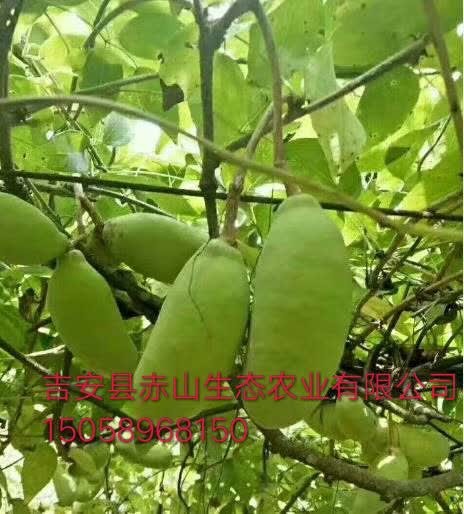 吉安县八月瓜苗