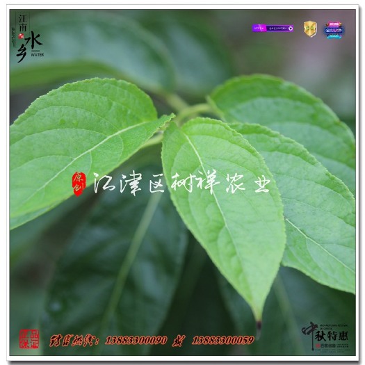 重庆市杜仲苗