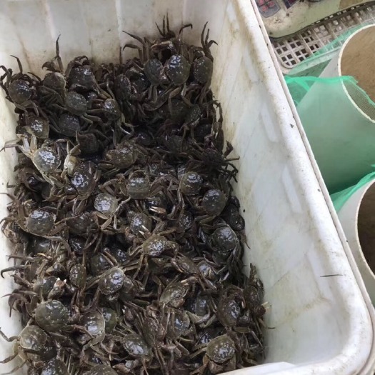 汉川市汈汊湖螃蟹 2.5-3.0两 母蟹