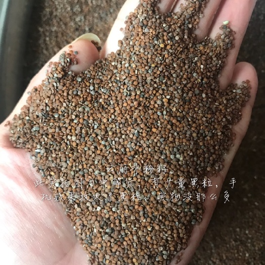 建水县白菜籽  冰粉籽假酸浆种子木瓜子