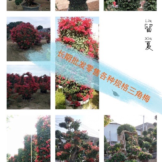 漳州紫红三角梅 3~4米
