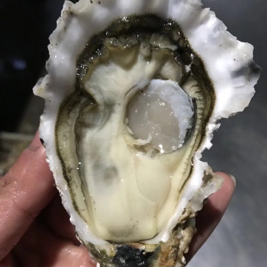 乳山市 刺身生蚝 烧烤蚝高压锅 牡蛎价格