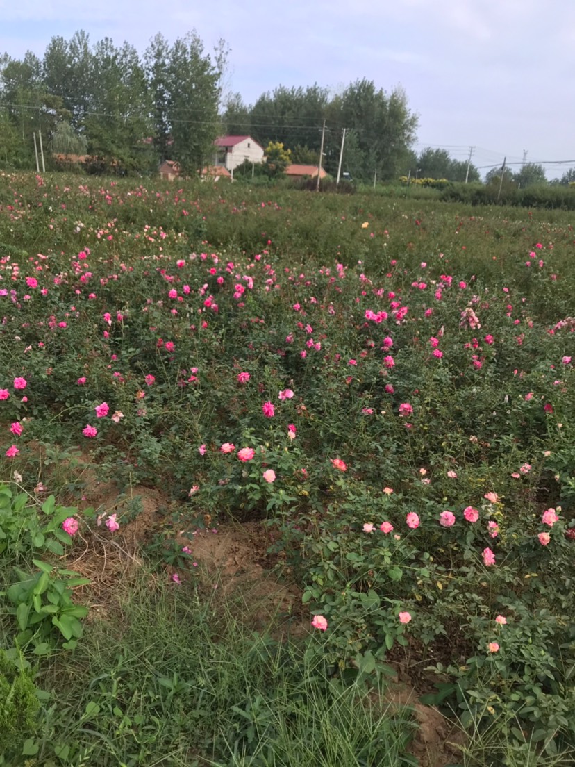 大花月季 红帽月季基地直销