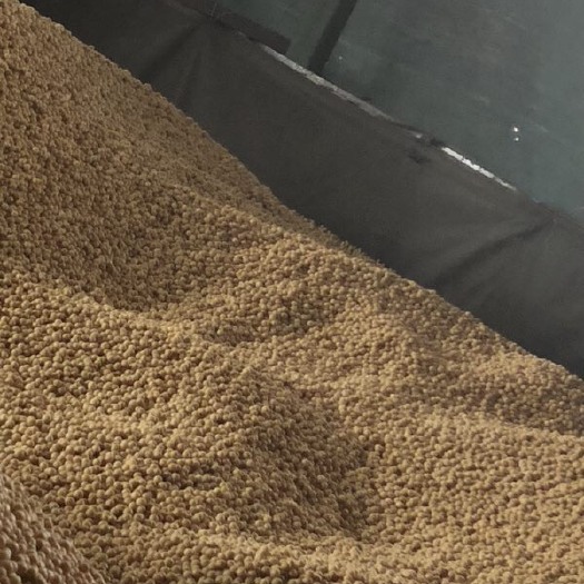 绥化东北黑龙江大豆 生大豆 2等品 