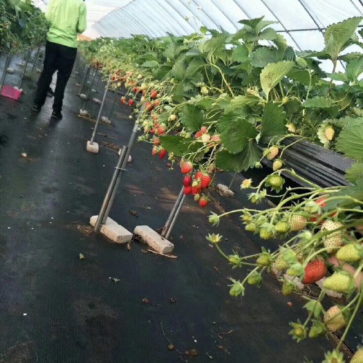 龙山县红颜草莓苗 地栽苗 10~20公分 