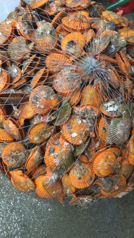 佛山黄金贝 鲜活水产