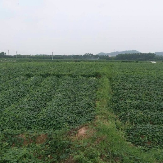 高州市首乌 