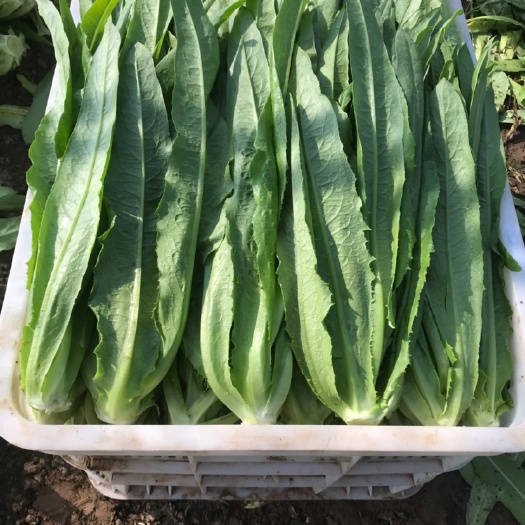 邯郸美冠油麦菜 